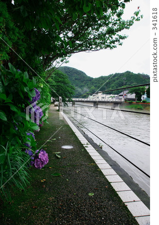 繡球花和Tokiwa Ohashi 繡球花和Tokiwa Ohashi 341618