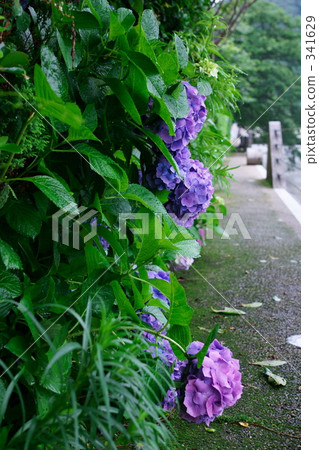 雨繡球花 341629