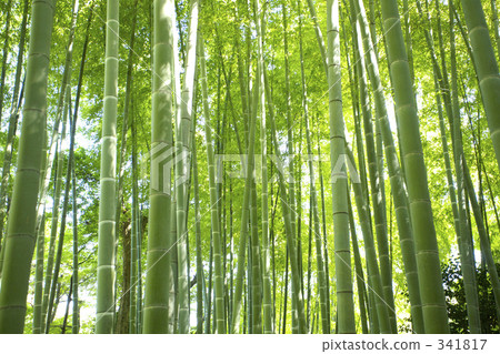  Bamboo grove 341817