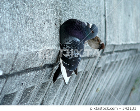 坐著的鴿子 342133