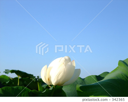 蓮花芽5 342365