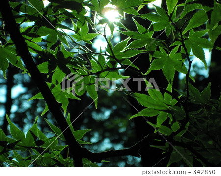 Autumn leaves in summer Autumn leaves in summer 342850