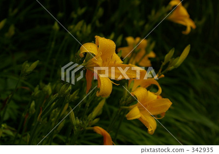 pond, lagoon, lotus 342935