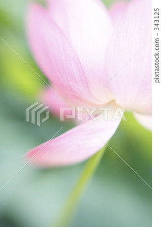 Lotus flower Ⅱ 343125