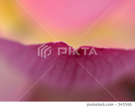 花瓣2 343500