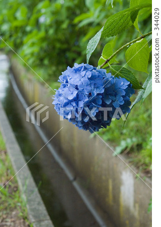 藍紫色的 六月 6月 344029