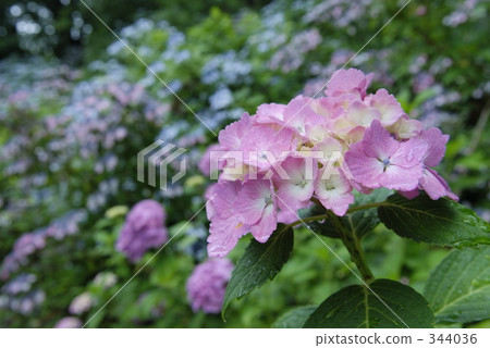 百合彩色繡球花 百合彩色繡球花 344036