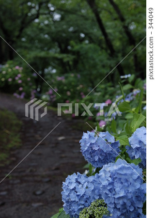 藍紫色的 六月 6月 344049