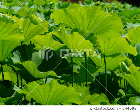 蓮花 七月 7月 344098