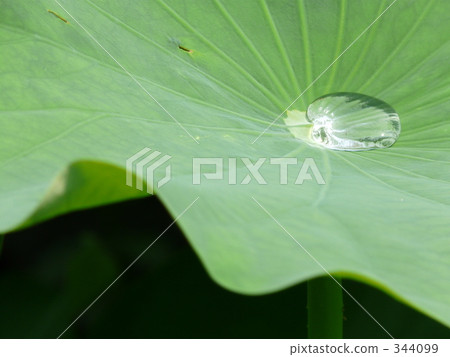 蓮花 七月 7月 344099
