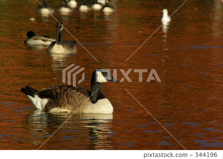 Canadian gun in autumn leaves 344196