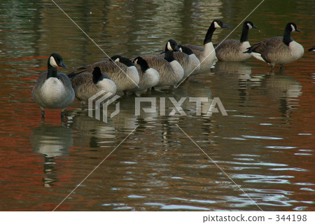 一群加拿大槍 344198