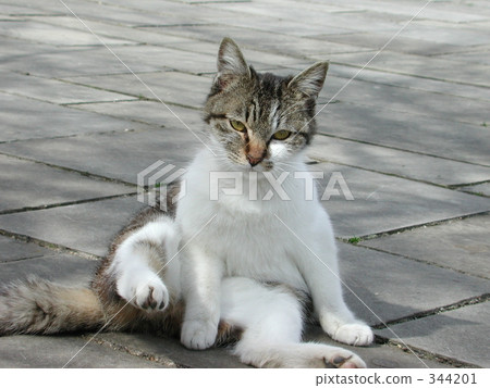 你是哪里人？ 344201