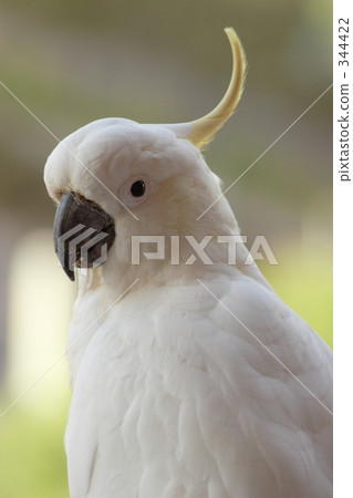 Kivatan 19 Kivatan 19 344422