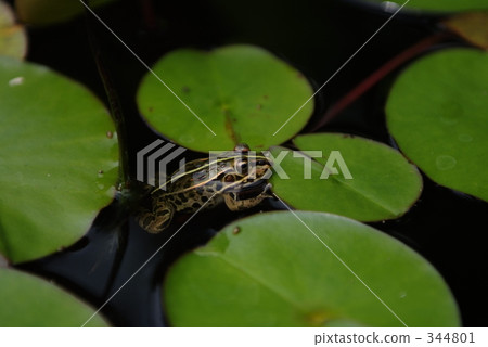 Tonosawa frog Tonosawa frog 344801