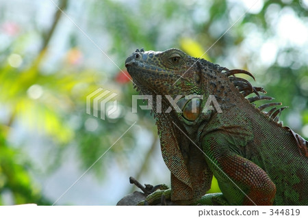 iguana 344819