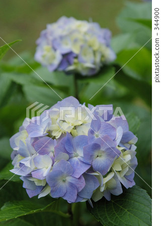 Hydrangea of light purple 344900