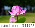 Lotus flower  344928