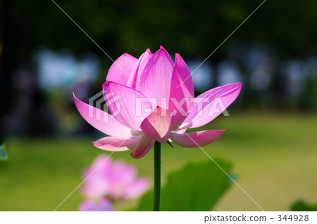 Lotus flower Lotus flower 344928