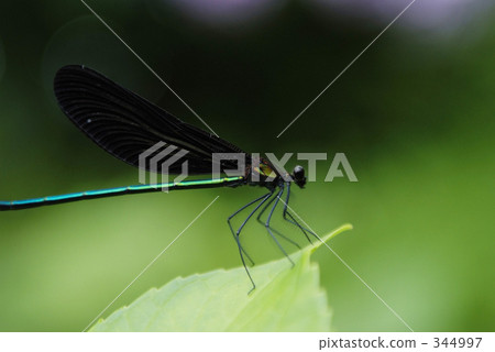 Atrocalopteryx蟬 Atrocalopteryx蟬 344997