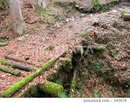 Fallen leaf bridge 345670