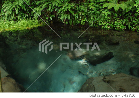 Male pond 345710