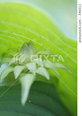 Giboshi的花Ⅰ 346011