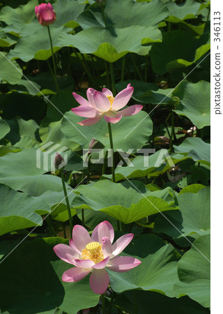 Oga lotus blooms Oga lotus blooms 346113