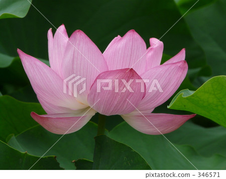 七月 7月 蓮花 346571