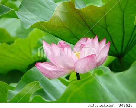 七月 7月 蓮花 346629