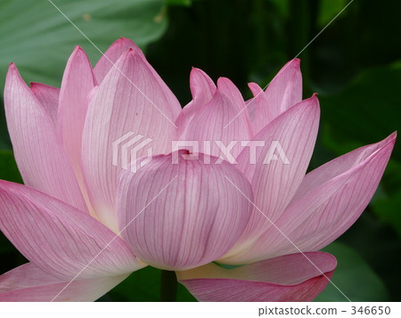 july, lotus flower, lotus 346650