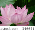 七月 7月 蓮花 346651