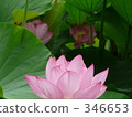 七月 7月 蓮花 346653