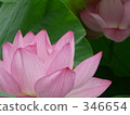 七月 7月 蓮花 346654