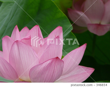 july, lotus flower, lotus 346654