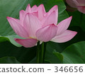 七月 7月 蓮花 346656