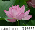 七月 7月 蓮花 346657
