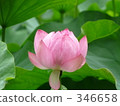 七月 7月 蓮花 346658