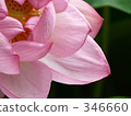 七月 7月 蓮花 346660