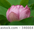 七月 7月 蓮花 346664