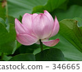 七月 7月 蓮花 346665