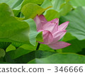 七月 7月 蓮花 346666