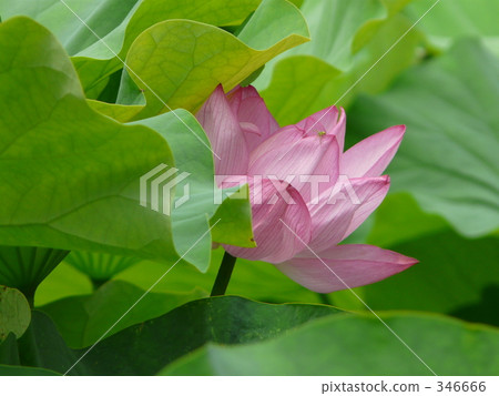 july, lotus flower, lotus 346666