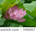 七月 7月 蓮花 346667