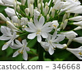 愛情花 非洲百合 七月 346668