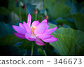 Lotus flower  346673