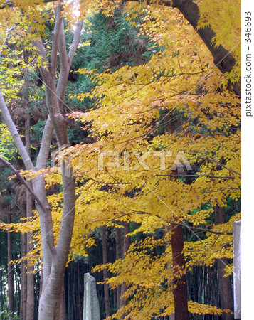 Autumn leaves in Kyoto Autumn leaves in Kyoto 346693