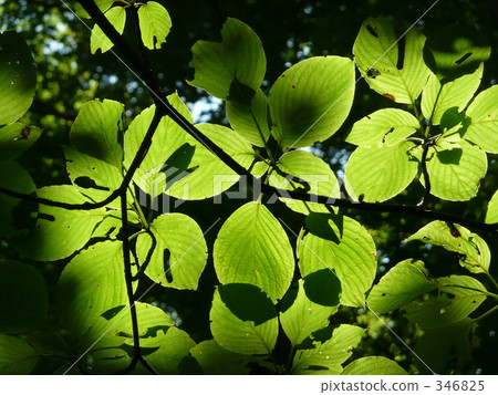 Shade of tree Shade of tree 346825