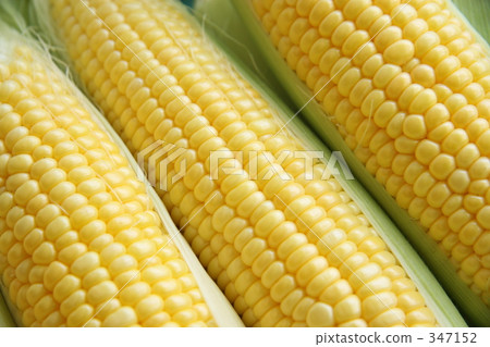 corn, vibrant, indian millet 347152