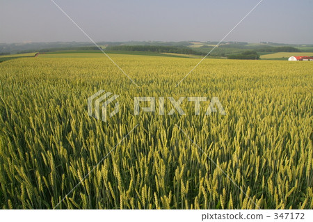 Wheat field 3 347172